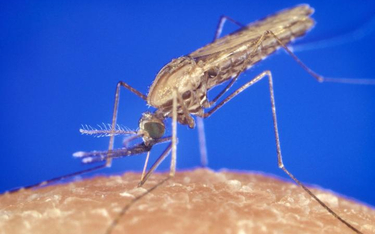 Anopheles gambiae przenosi pasożyty powodujące malarię