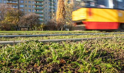 Maty rozchodnikowo-ziołowe to nie tylko poprawa estetyki, to mniejszy hałas
