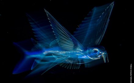Michael Patrick O’Neill, "Flying Fish in Motion"
