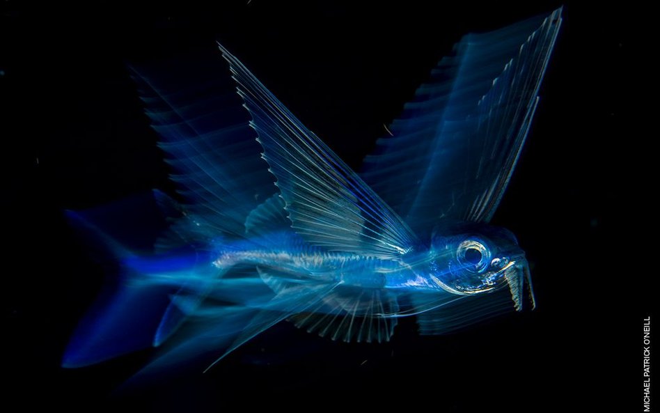 Michael Patrick O’Neill, "Flying Fish in Motion"