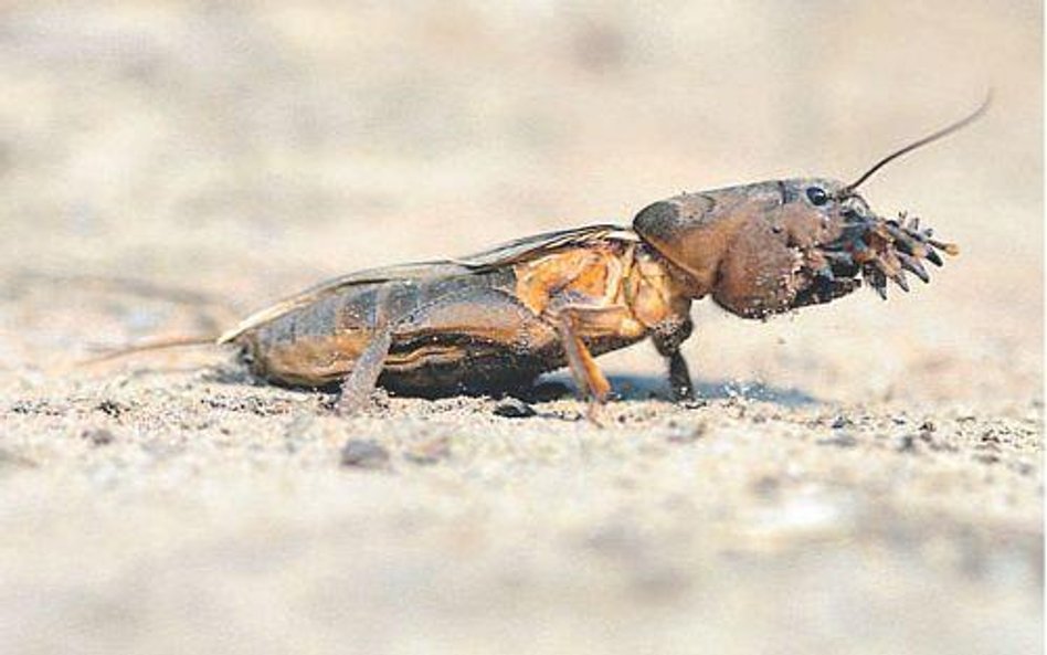 Turkuć podjadek, Gryllotalpa gryllotalpa. Długość ciała ok. 6 cm. Pospolity