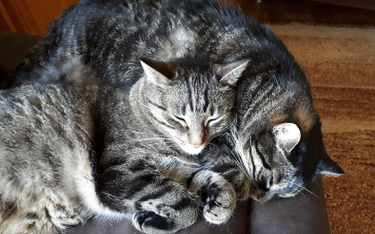 Dzisiejsze koty domowe są "nosicielami" dwóch różnych genotypów kota egipskiego i tureckiego.