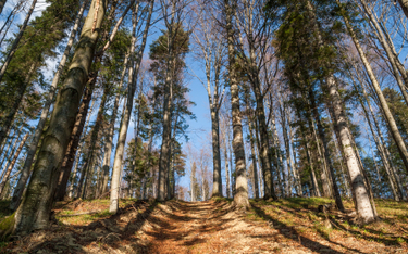 Lasy Państwowe zamierzają wyciąć na terenie Puszczy Karpackiej ponad 500 olbrzymich drzew, których o