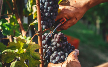 Ubiegły rok przyniósł 10 proc. spadek produkcji wina w Unii Europejskiej.