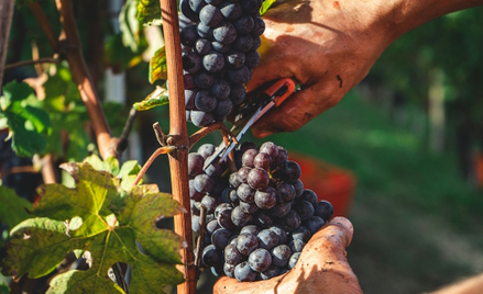 Ubiegły rok przyniósł 10 proc. spadek produkcji wina w Unii Europejskiej.