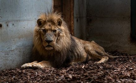 Zdjęcie pochodzi ze strony organizacji broniącej praw zwierząt One Voice
