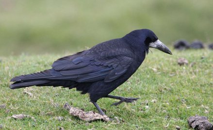 Gawrony będą sprzątały park we Francji