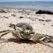 Krab