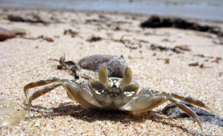 Krab
