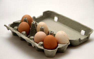 GIS ostrzega przed jajkami z salmonellą