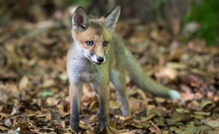 „Królestwo” gratis na vod.pl