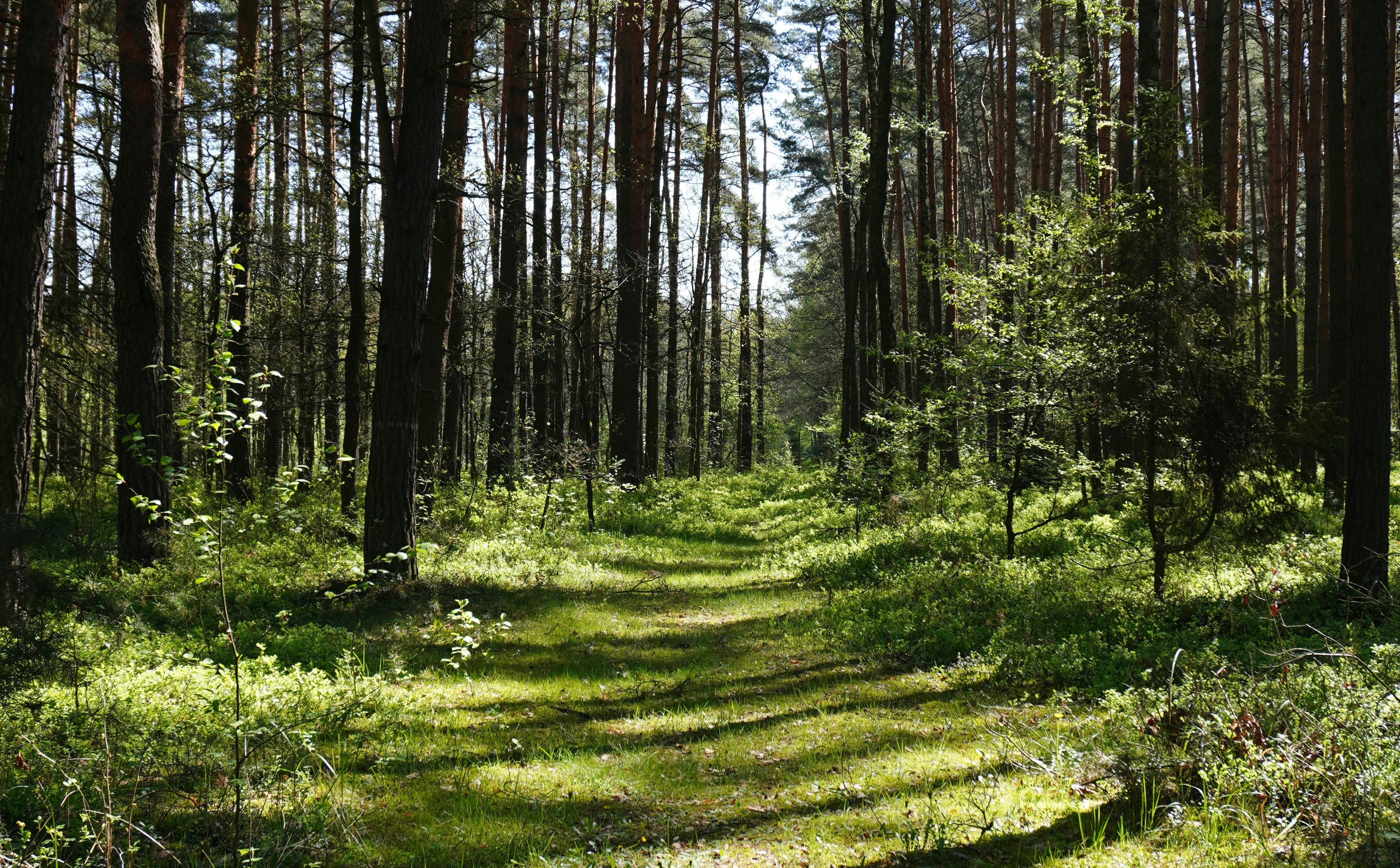 Smerfy chcą wykupić lasy i stworzyć własną puszczę. „Las na pokolenia”