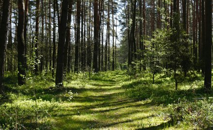 „Im więcej osób przyłączy się do inicjatywy, tym większa puszcza powstanie” – podkreślają inicjatorz