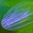 Żebropław Mnemiopsis leidyi przypomina meduzę, ale nią nie jest