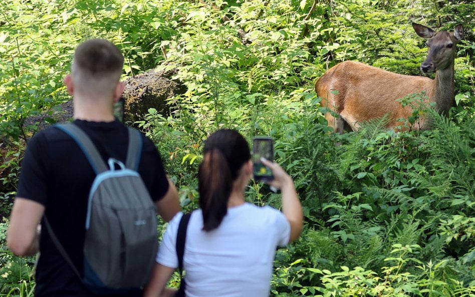 Warto zastanowić się, czy treści przedstawiające dzikie zwierzęta w sposób niezgodny z ich naturą, n