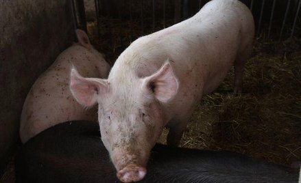 Kaliningrad tęskni za polską świnią