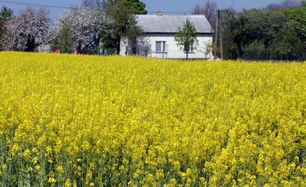Intercyza: równy podział nieruchomości bez podatku