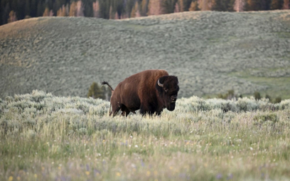 USA: 45 tysięcy chętnych do zabicia bizonów w parku narodowym
