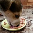 Pies ocalił dwa szczeniaki wrzucone do rzeki
