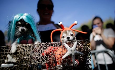 Nowy Jork: Psy "świętowały" Halloween