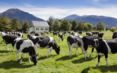 Farma na Nowej Zelandii