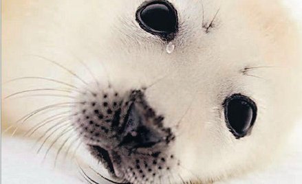 Małe foki zabijane są najczęściej między 2. a 4. tygodniem życia