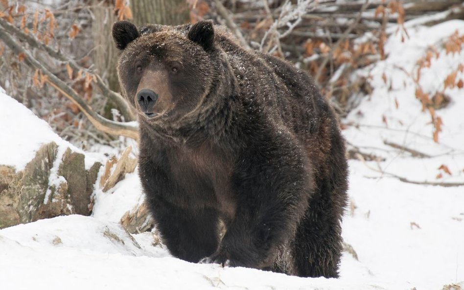 Zdjęcia do "Królestwa” kręcone na Podlasiu to ok. 10 proc. całego filmu.