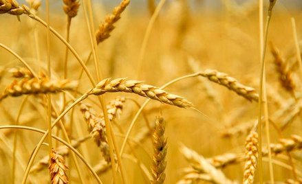 Nieruchomości: ograniczenia dla kupującego grunty rolne