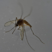 USA: Pierwsze zakażenia wirusem Zika po ukąszeniu komarów