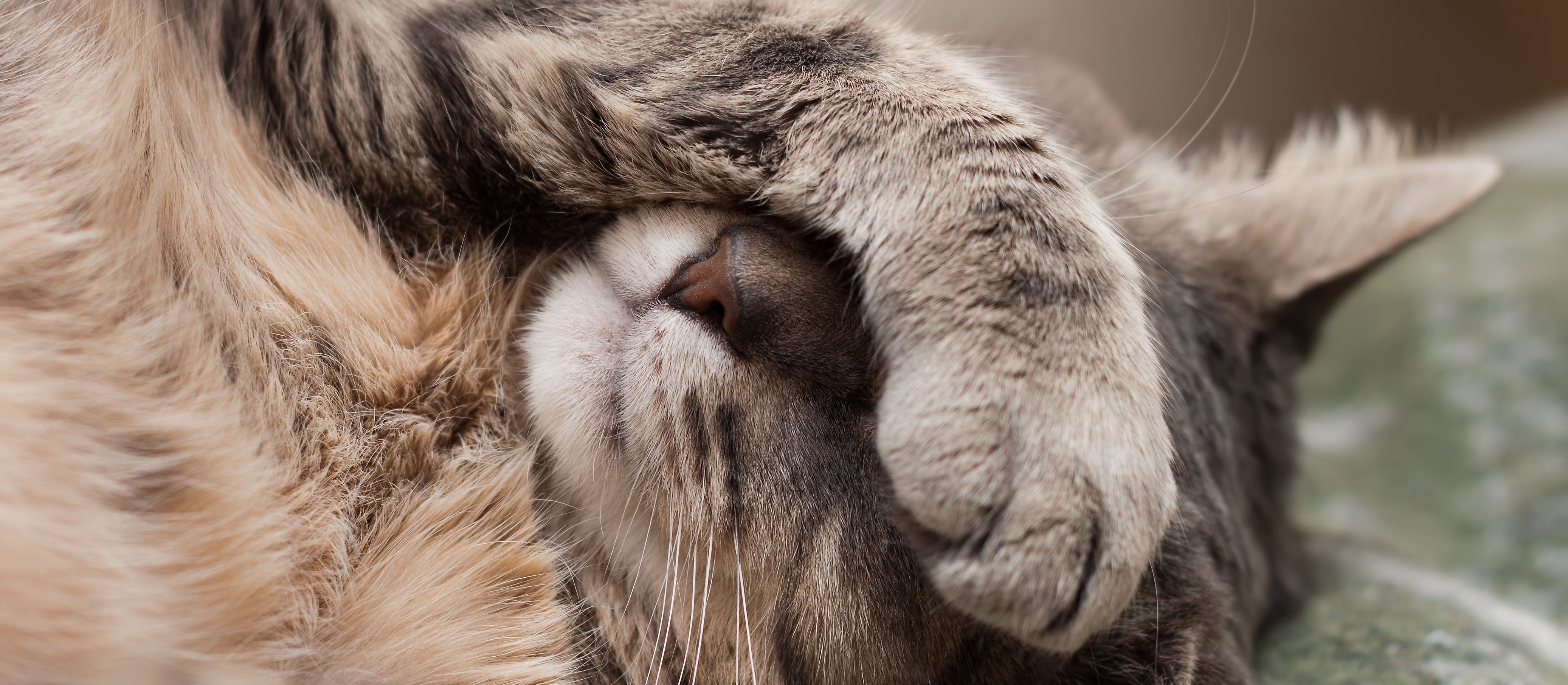 Eksmisja kota Krzysia. Jest stanowisko prokuratury