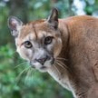 Puma została zauważona na terenie powiatu ciechanowskiego (fot. ilustracyjna)
