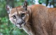 Puma została zauważona na terenie powiatu ciechanowskiego (fot. ilustracyjna)