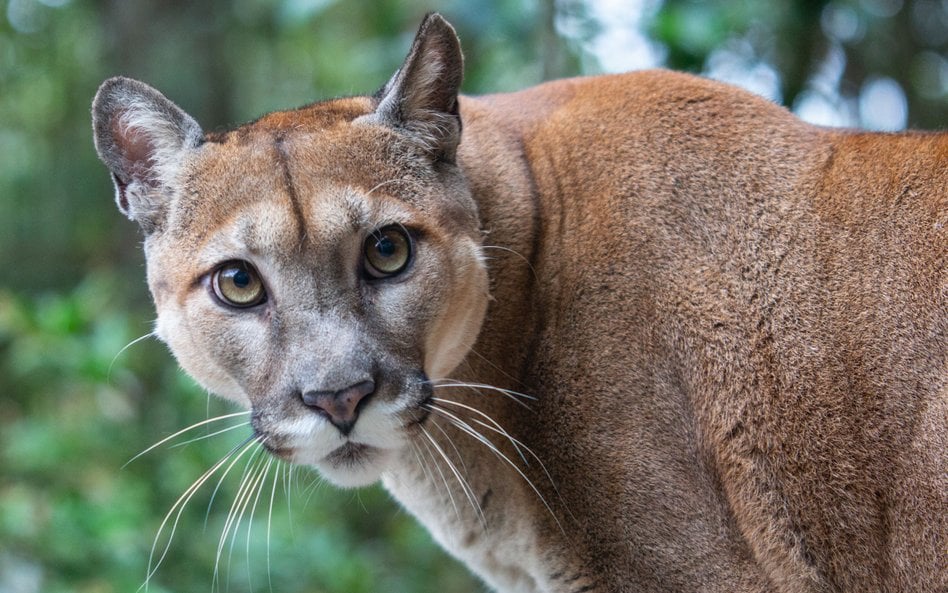 Puma została zauważona na terenie powiatu ciechanowskiego (fot. ilustracyjna)