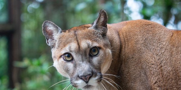 Puma Sighted in Mazovia; Authorities Urge Caution, Forest Avoidance