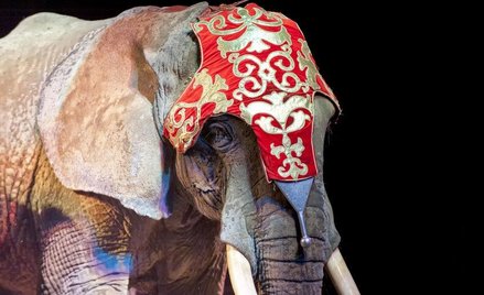 Niemcy: Słoń uciekł z cyrku i zabił emeryta