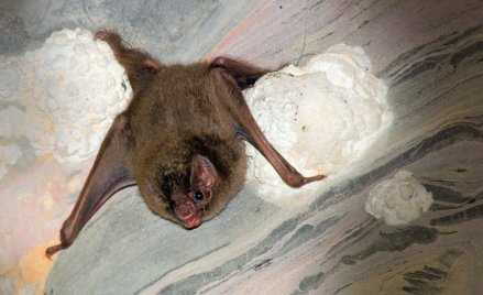 Jad wampirów w praktyce medycznej