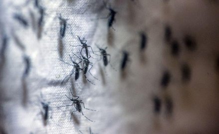 Jak atakuje wirus Zika