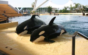 Tresowane orki są atrakcją turystyczną Loro Parque'u na Teneryfie