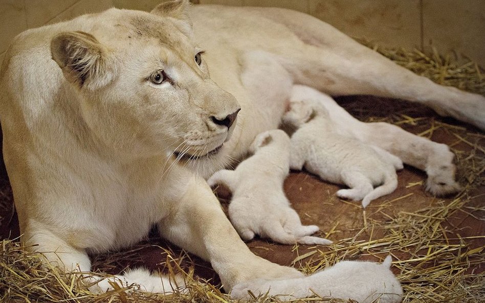 Lwica Azira z małymi lwiątkami w borysewskim ZOO Safari.