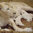 Lwica Azira z małymi lwiątkami w borysewskim ZOO Safari.