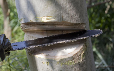 Wycinka drzew: w Sejmie ruszyły prace nad nowymi przepisami
