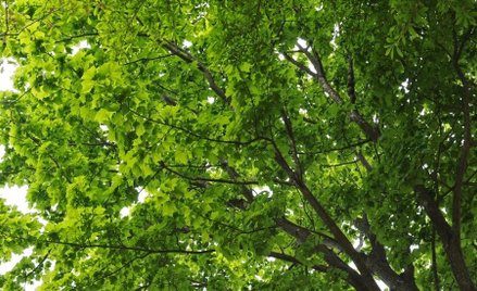 Narodowy Fundusz Ochrony Środowiska na ekologiczne inwestycje wydał już 68 mld zł