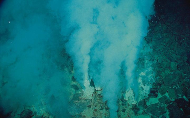 W pobliżu kominów hydrotermalnych na dnie oceanów roi się od prymitywnych organizmów