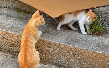 Budki dla kotów stawia się przede wszystkim z powodów związanych z zapewnieniem im bezpieczeństwa, k