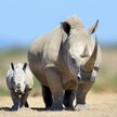 Koronawirus utrudnia ochronę dzikich zwierząt. "Katastrofa"