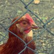 WHO: Ryzyko zakażenia ptasią grypą? Niskie