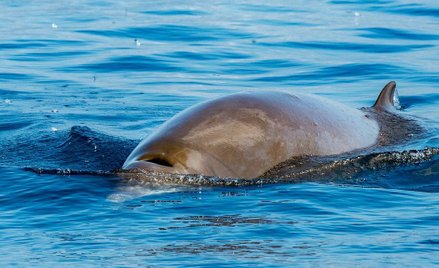 Sonar powoduje samobójstwa waleni