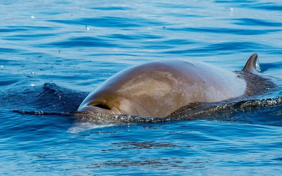 Sonar powoduje samobójstwa waleni