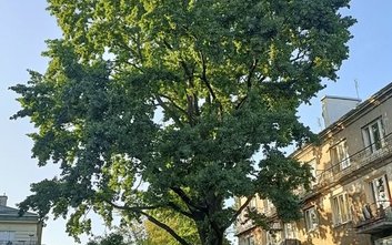 Złożono wniosek o ustanowienie praskiego dębu pomnikiem przyrody