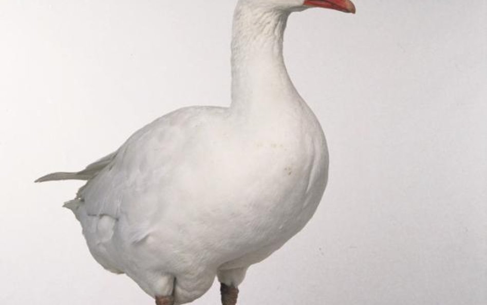 Chwalebne dzieje drobiowej ikry